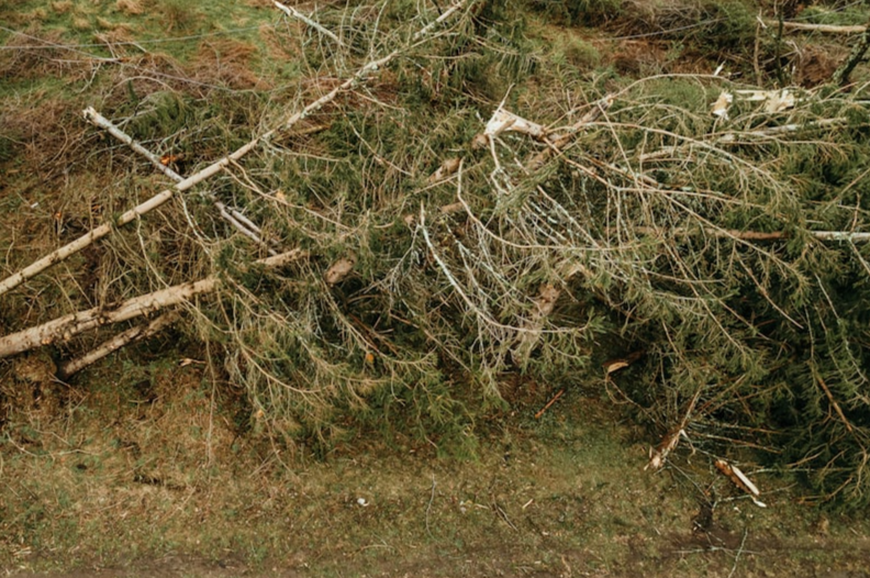 picture of tree braches stack up into a brush pile.